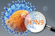H7N9病毒感染人奥秘揭开