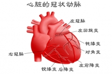 中国解开冠状动脉“身世之谜” 心内膜可生成冠状动脉