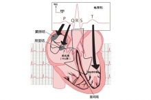 一张图涨姿势：心电图电活动的形成基础