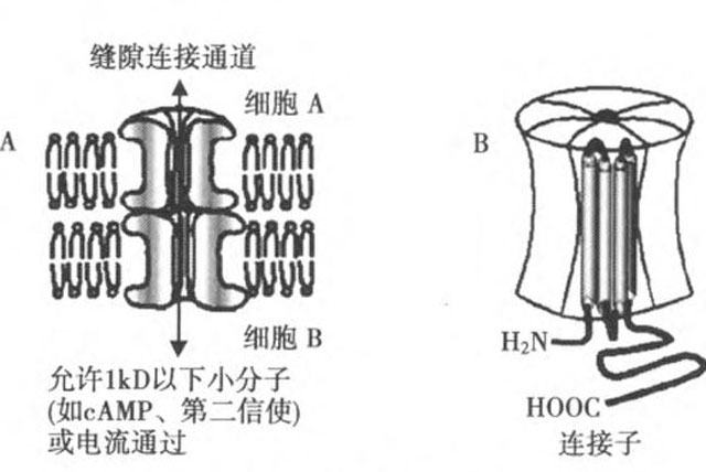 缝隙连接——心房颤动药物治疗的下一个靶点